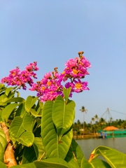 Lagerstroemia indica