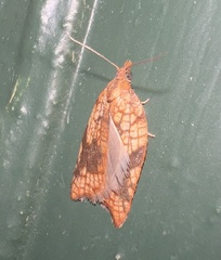 Acleris rhombana