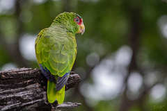 Amazona albifrons