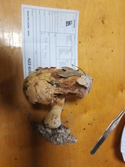 Leucopaxillus tricolor
