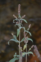Mentha longifolia