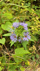 Symphyotrichum puniceum