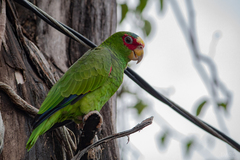 Amazona albifrons
