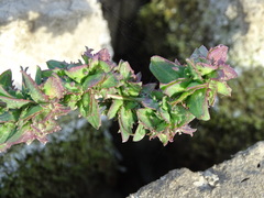 Atriplex