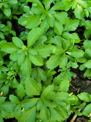 Pachysandra terminalis