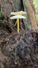 Mycena epipterygia