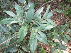 Mitriostigma axillare