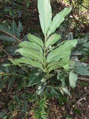 Mitriostigma axillare