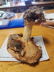 Leucopaxillus tricolor