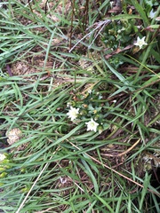 Gentiana douglasiana