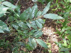 Mitriostigma axillare