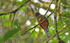 Trogon collaris