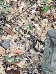 Thamnophis elegans elegans
