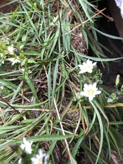 Gentiana douglasiana