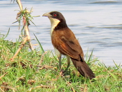 Centropus cupreicaudus