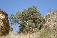 Juniperus polycarpos