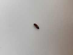 Aeolus mellillus