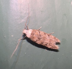 Endrosis sarcitrella