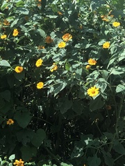 Tithonia
