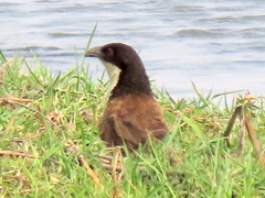 Centropus cupreicaudus