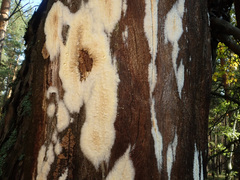 Coniophora puteana