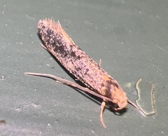 Monopis crocicapitella