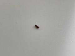 Aeolus mellillus