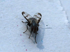 Herina lacustris