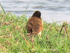 Centropus cupreicaudus