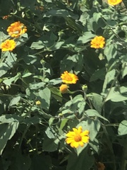 Tithonia