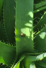 Dendropsophus sanborni