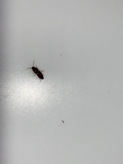 Aeolus mellillus