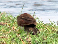 Centropus cupreicaudus