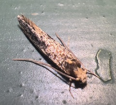Monopis crocicapitella