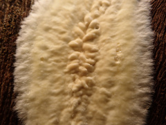 Coniophora puteana