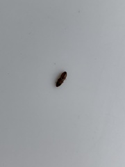 Aeolus mellillus