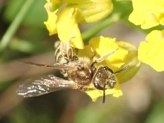 Seladonia