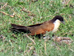 Centropus cupreicaudus