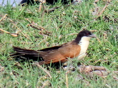 Centropus cupreicaudus