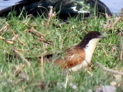 Centropus cupreicaudus