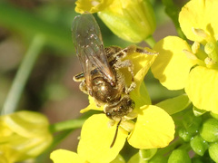 Seladonia