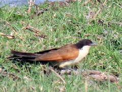 Centropus cupreicaudus