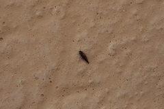 Sepedophilus