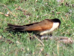 Centropus cupreicaudus