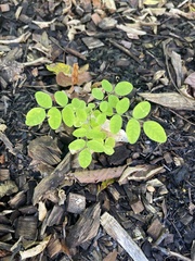 Phyllanthus tenellus