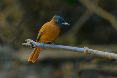 Terpsiphone rufiventer rufiventer