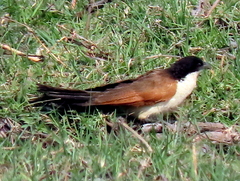 Centropus cupreicaudus