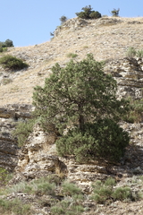 Juniperus polycarpos
