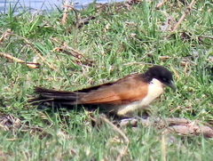 Centropus cupreicaudus