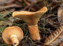 Lactarius deliciosus areolatus